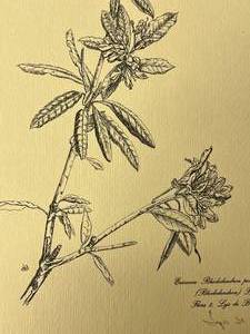 Signed Print - Ericacea