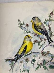 Lot of Bird Prints and Paintings (Audubon, Collectors Portfolio)