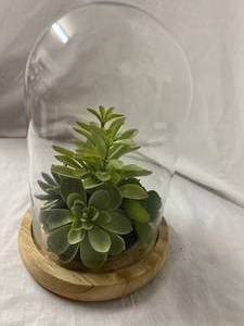Fake Succulents