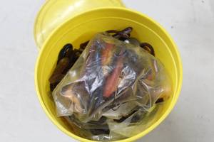 Rubber Worms with Bucket