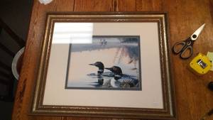 Framed in glass Loon Print