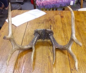 4 x 2 Deer Antlers