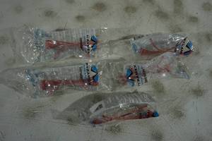lot 87 image: NEW Pyramex Intruder Safety Glasses