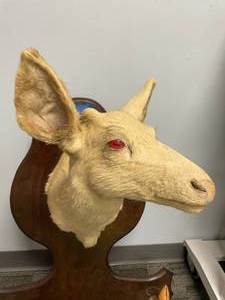 lot 3 image: RARE Albino Whitetail Deer Buck Taxidermy Shoulder Mount with 2 Hooves. 