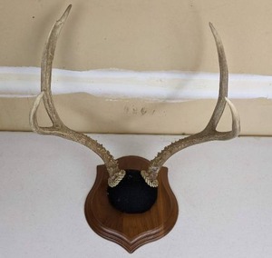lot 139 image: Buck Mount - 4 Point 
