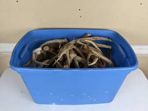 lot 132 image: Storage Tote Filled with Antlers