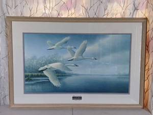 lot 77 image: Framed limited Edition Print Fanfare Trumpeter Swans by James Meger