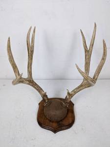 lot 277 image: 8-Point Deer Antler Mount