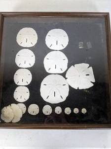lot 331 image: Collection of Framed Sand Dollars