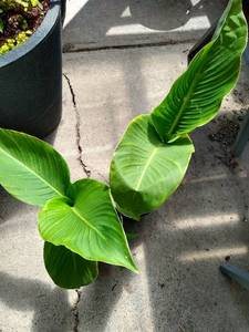 President Cannas, Lot of 2