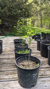 1.5 foot  Sargent Crabapple