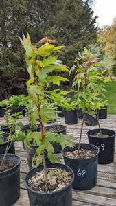 Lot of One 2 foot Autumn Blaze Maple