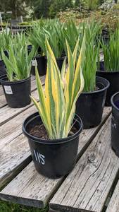1.5 gallon Variegated Iris