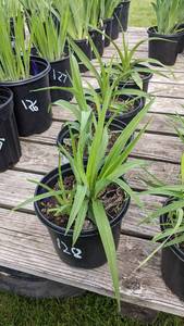 1.5 gallon Bella Lugosi Purple Daylily
