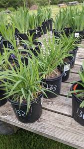 1.5 gallon Stella DOro Daylily