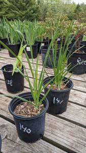 1 gallon Garlic Chives