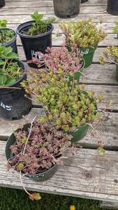 1 quart Sedum, Lot of 2