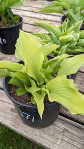 2 gallon Hosta Sunpower