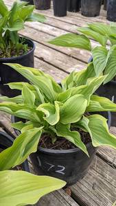 2 gallon Hosta Aureamarginata