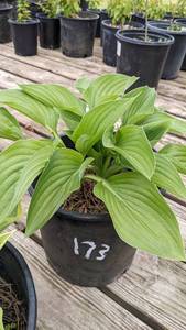2 gallon Royal Standard Hosta