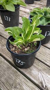 2 gallon Hosta undulata