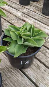 2 gallon Blue Cadet Hosta