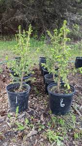 Lot of 1 1.5 - 2 foot Norway Spruce