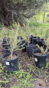 Lot of 1 1.5 - 2 foot Norway Spruce