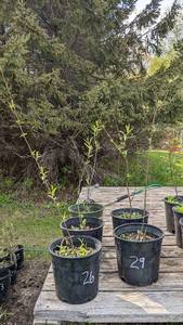 Lot of 1 2-3 foot tall Weeping Willow