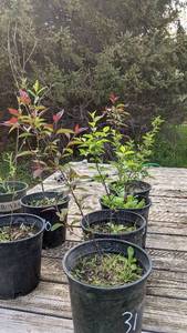 1.5 - 2 foot Magenta Crabapple