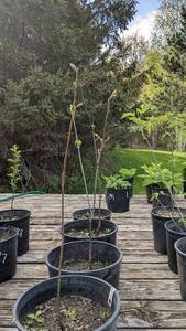 Lot of One 2 - 2.5 foot Red Oak