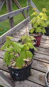 1 - 1.5 foot Sugar Maple