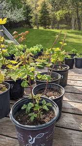 2 gallon Heritage Raspberry