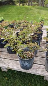 2 gallon Assorted Color Peony