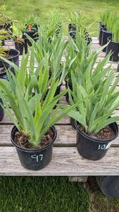 1.5 gallon Assorted Bearded Iris