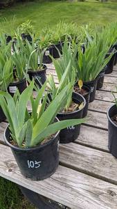 1.5 gallon Yellow Bearded Iris