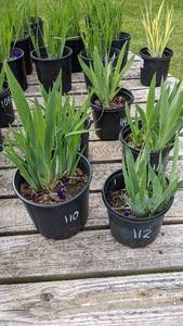 1.5 gallon Purple Bearded Iris