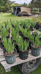 2 gallon Purple Siberian Iris