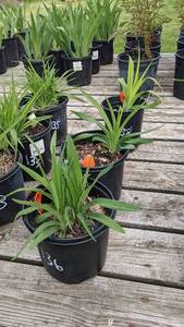 1.5 gallon Orange Daylily