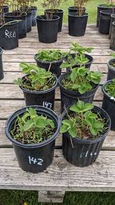 1 gallon Everbearing Strawberry, Lot of 2