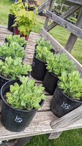 2 gallon Autumn Joy Sedum