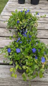 1.5 gallon Vinca (Periwinkle)