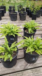2 gallon Hosta Lancifolia