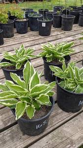 2 gallon Hosta Albomarginata