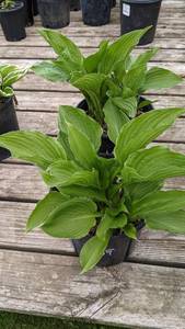 2 gallon Hosta Honeybells