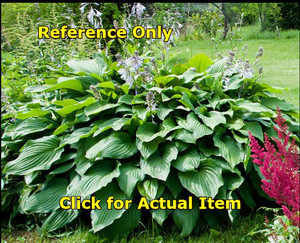 2 gallon Royal Standard Hosta