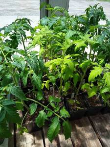 1 foot Tomatoes in 4 inch pot, Lot of 2