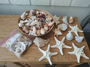 lot 402 image: Collection of Seashells & Starfish