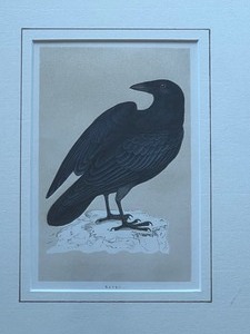 lot 107 image: Framed Black and White Print of a Raven