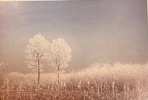 Fantastic Framed Print by Fallon McElligott